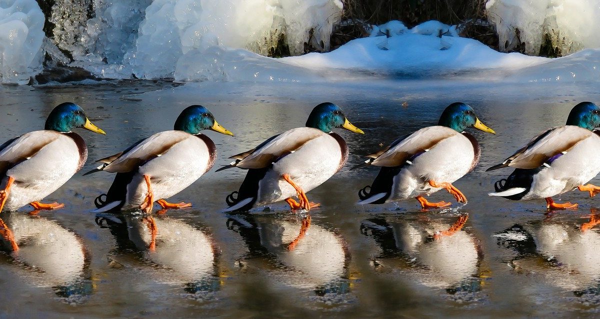 ducks lined up walking across smooth water