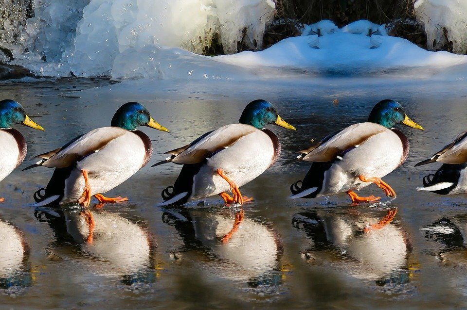 ducks lined up walking across smooth water